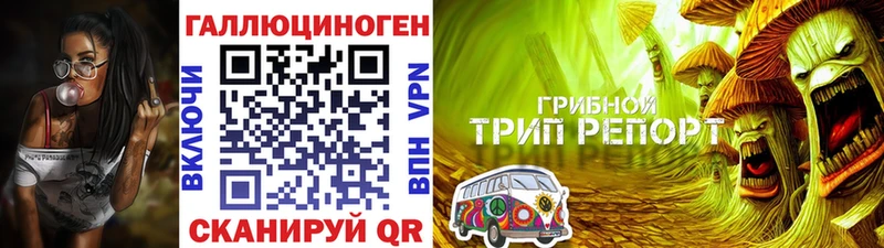 Галлюциногенные грибы Psilocybe Амурск